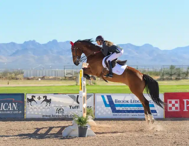 horses as investments